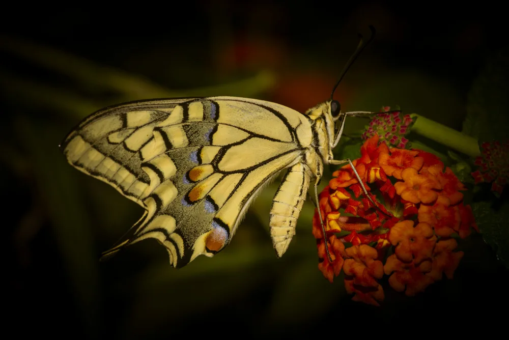Alcalay, Eyal: papillon