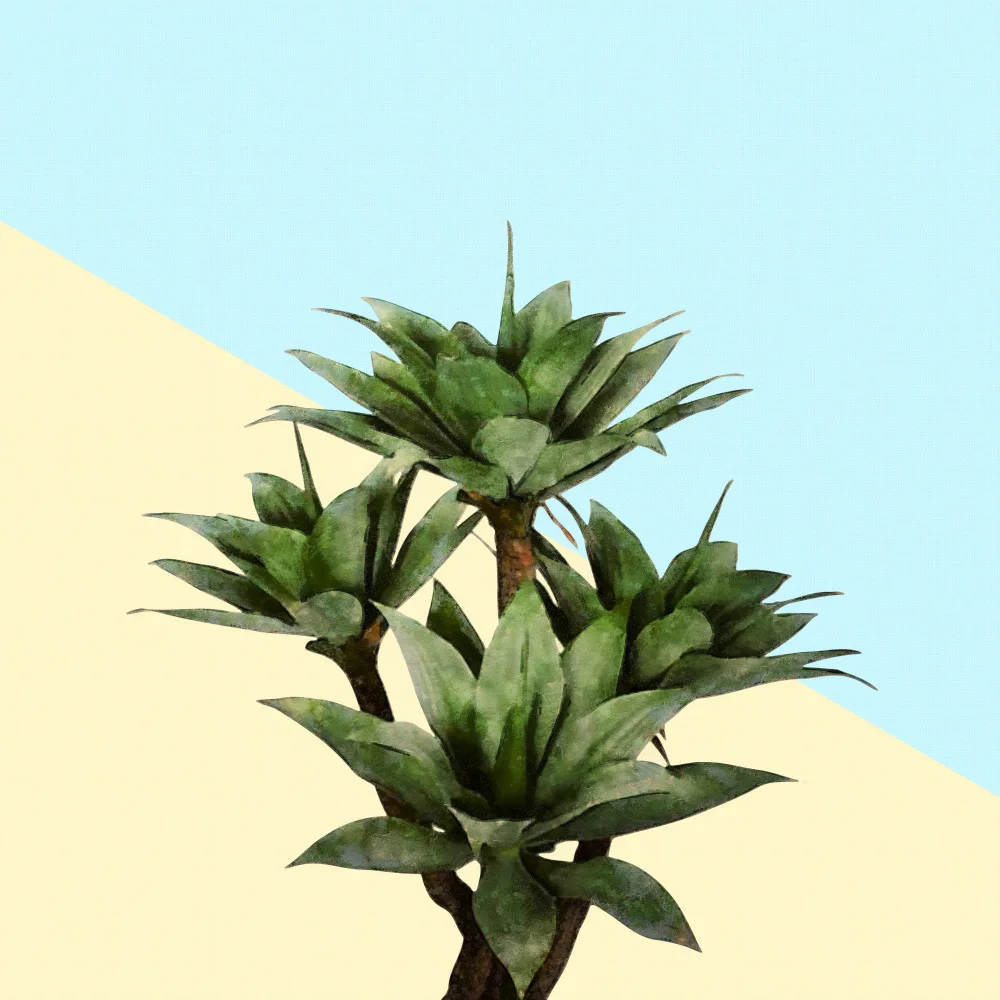 amini54: Agáve 02