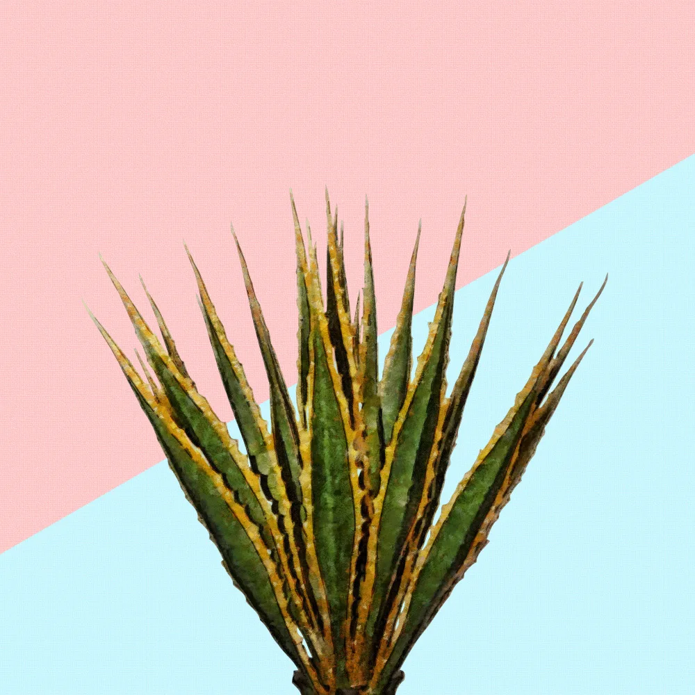 amini54: Agáve 01