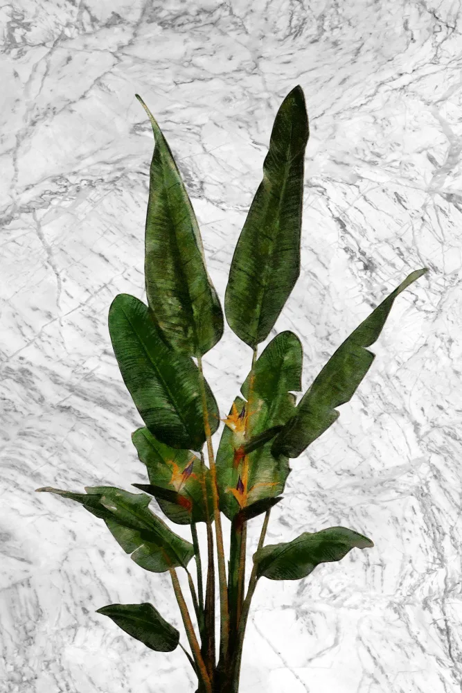 amini54: Planta ave del paraíso en pared de mármol