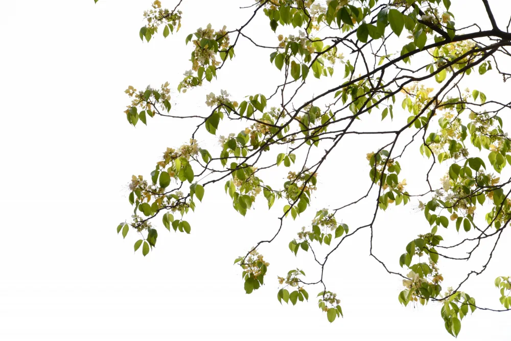 amini54: Fogliame verde dell'albero Foto II