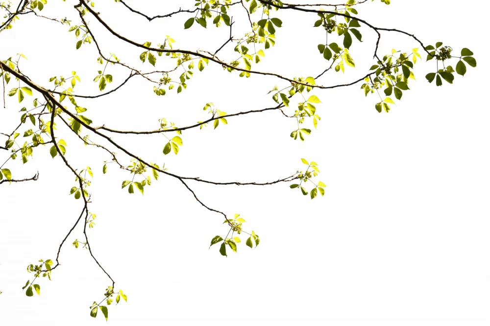 amini54: Fogliame verde dell'albero Foto I