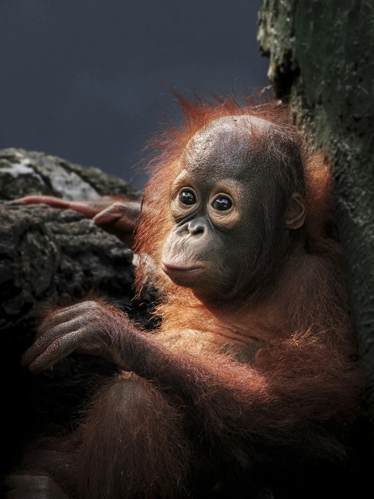 Sukrisman, Lugyanti: Borneo orangutan