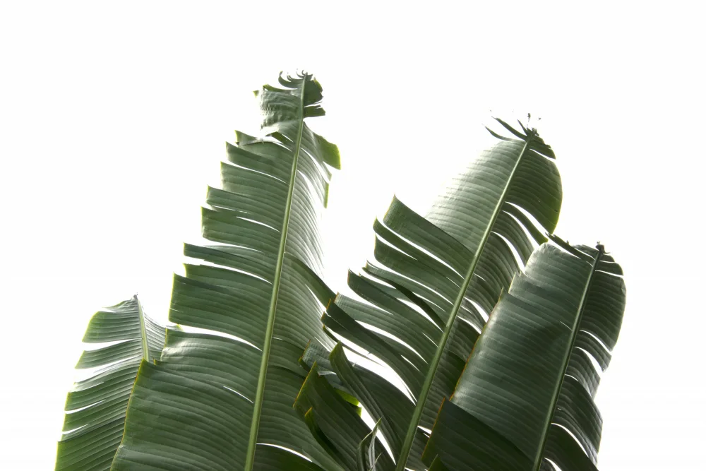 amini54: Banana Leaves Foliage Photo
