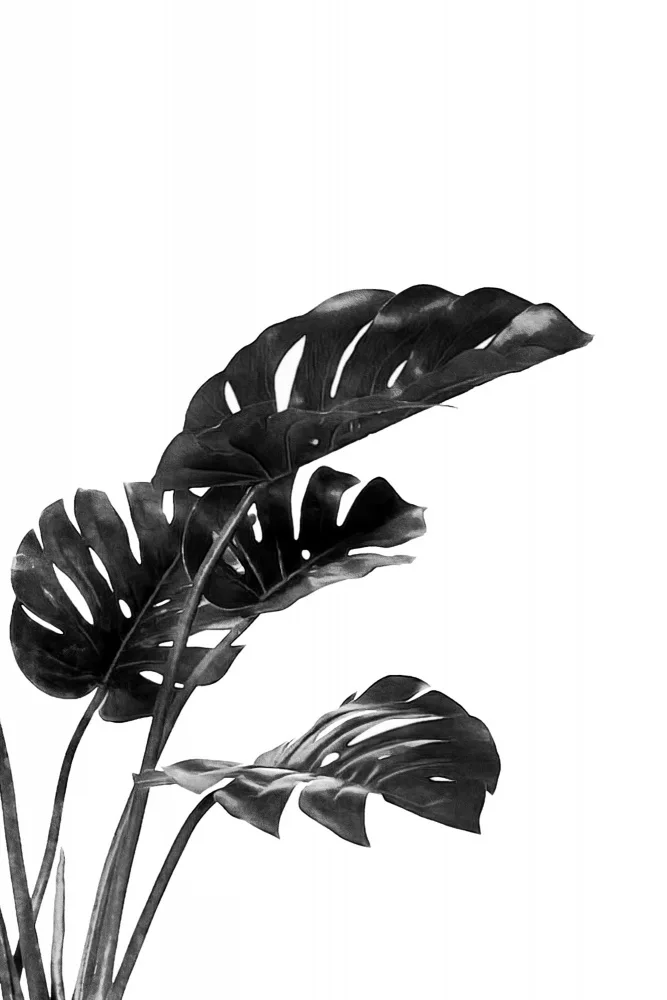 amini54: Monstera in bianco e nero 03