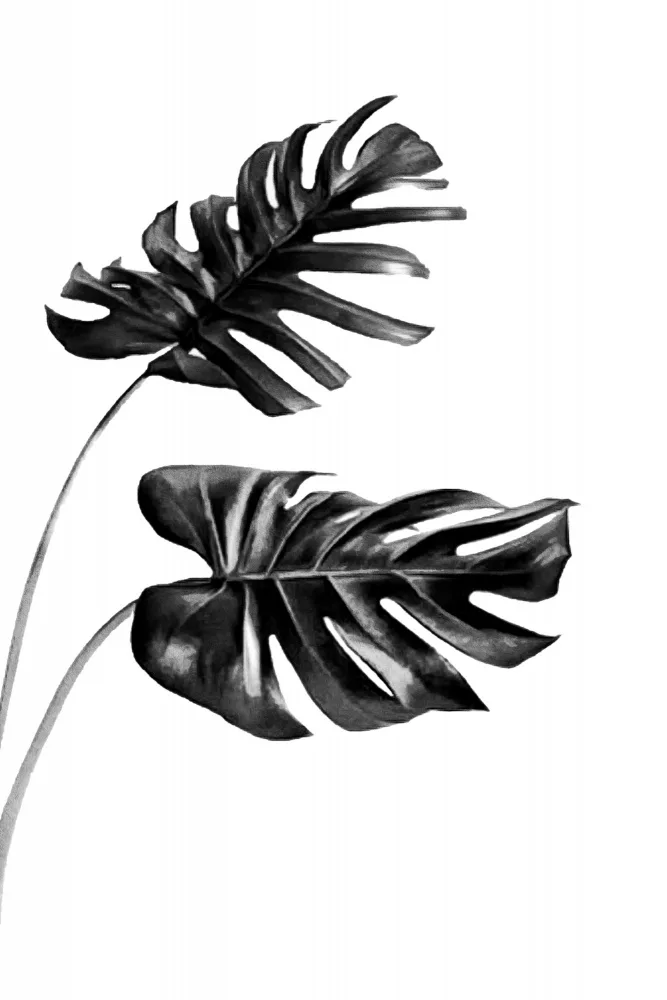 amini54: Monstera Blanco y Negro 04