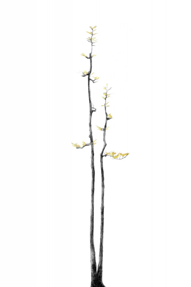 amini54: Árbol Bonsái 02
