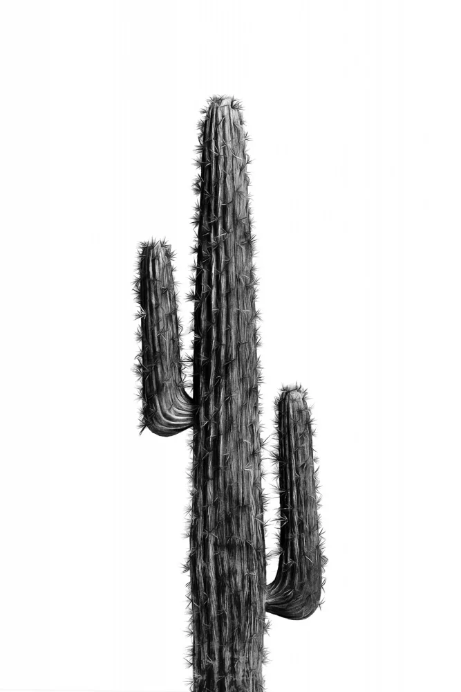 amini54: Cactus in bianco e nero 01