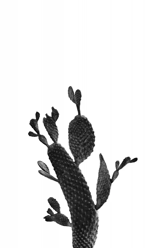 amini54: Cactus in bianco e nero 02