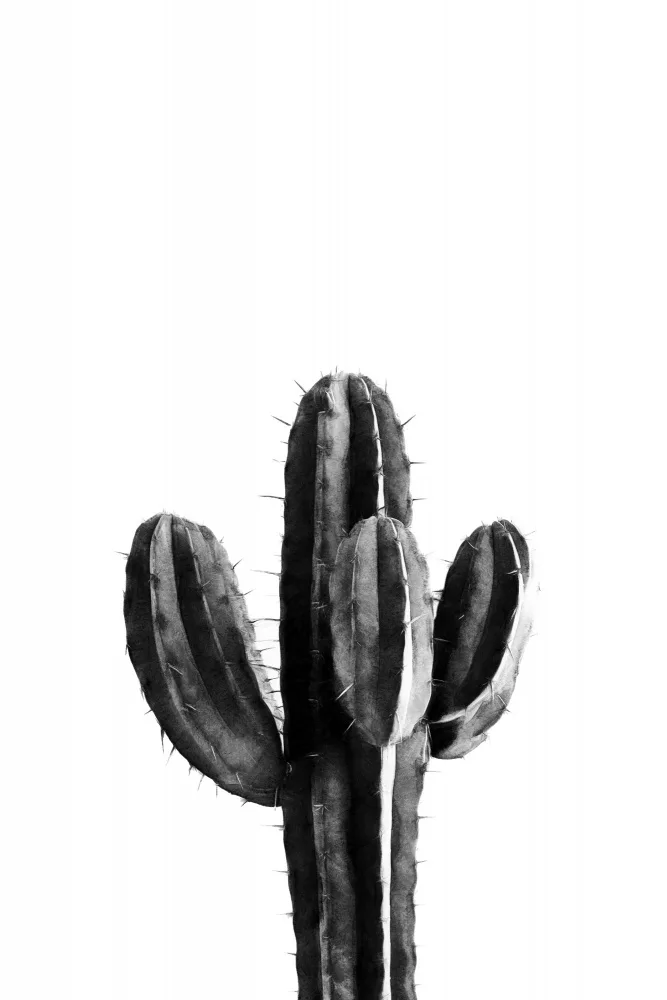 amini54: Cactus Black and White 03