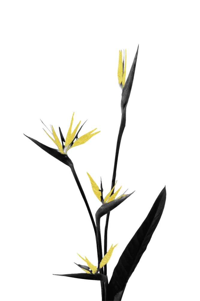 amini54: Flower Minimal Black and Gold 05