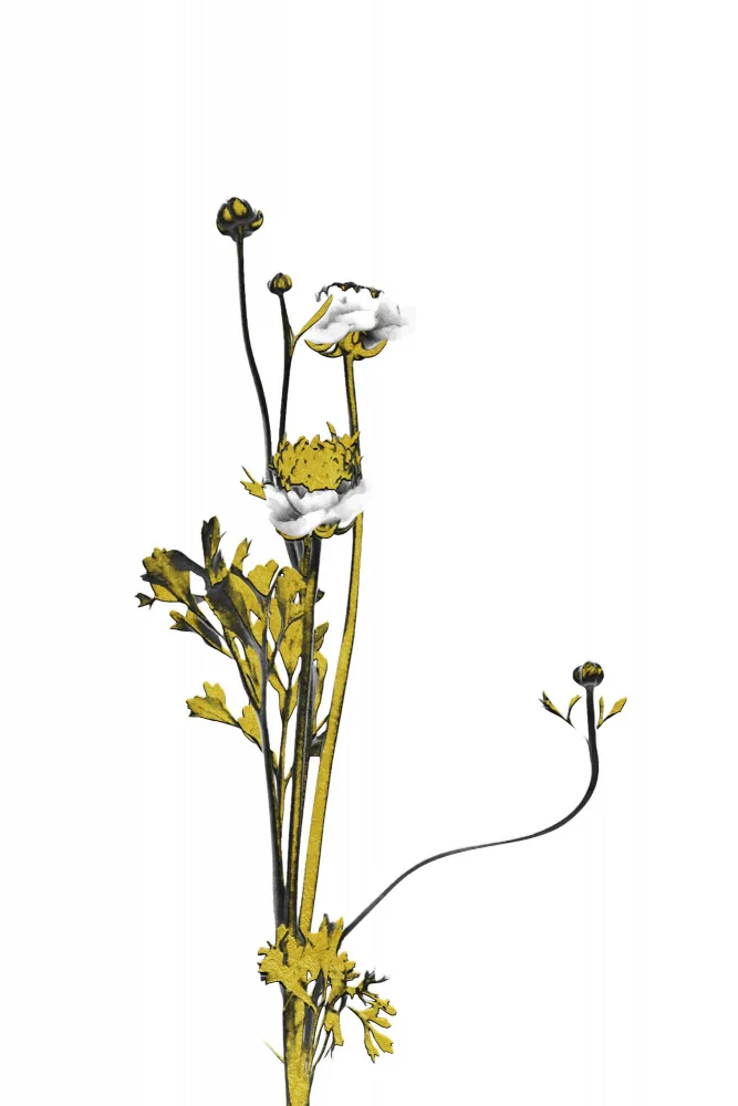 amini54: Flower Minimal Black and Gold 08