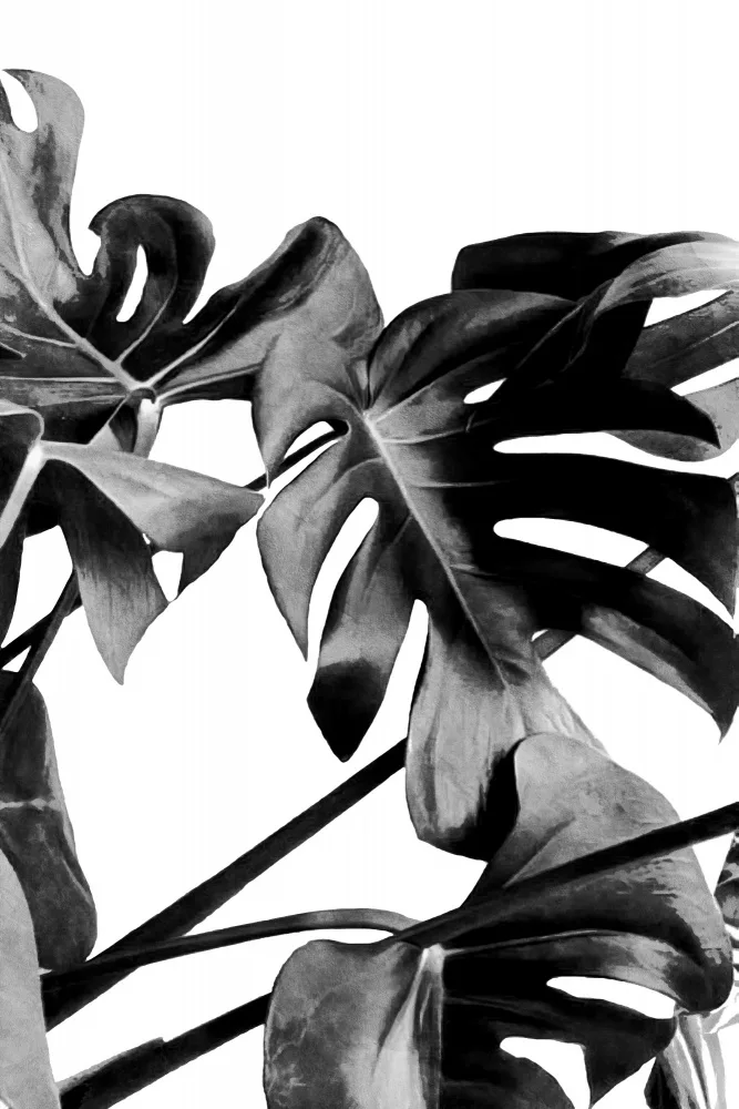 amini54: Monstera Black and White 06