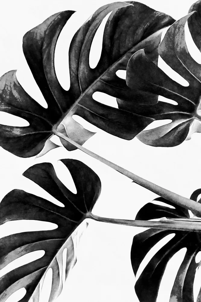 amini54: Monstera Blanco y Negro 05