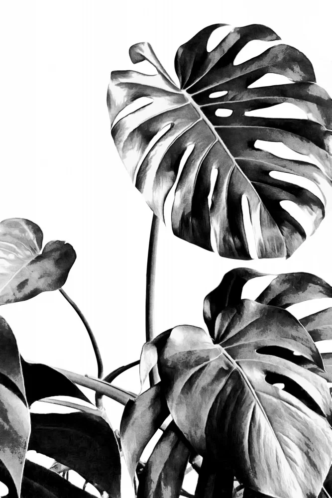 amini54: Monstera Black and White 07