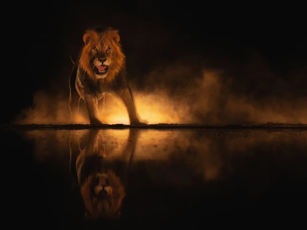 LI, MIN: Angry Lion