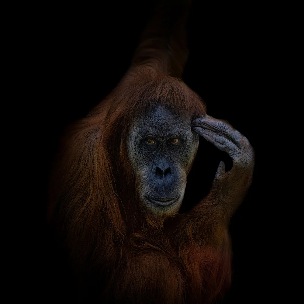 Tsikiridis, Georgios: Orang-Utan
