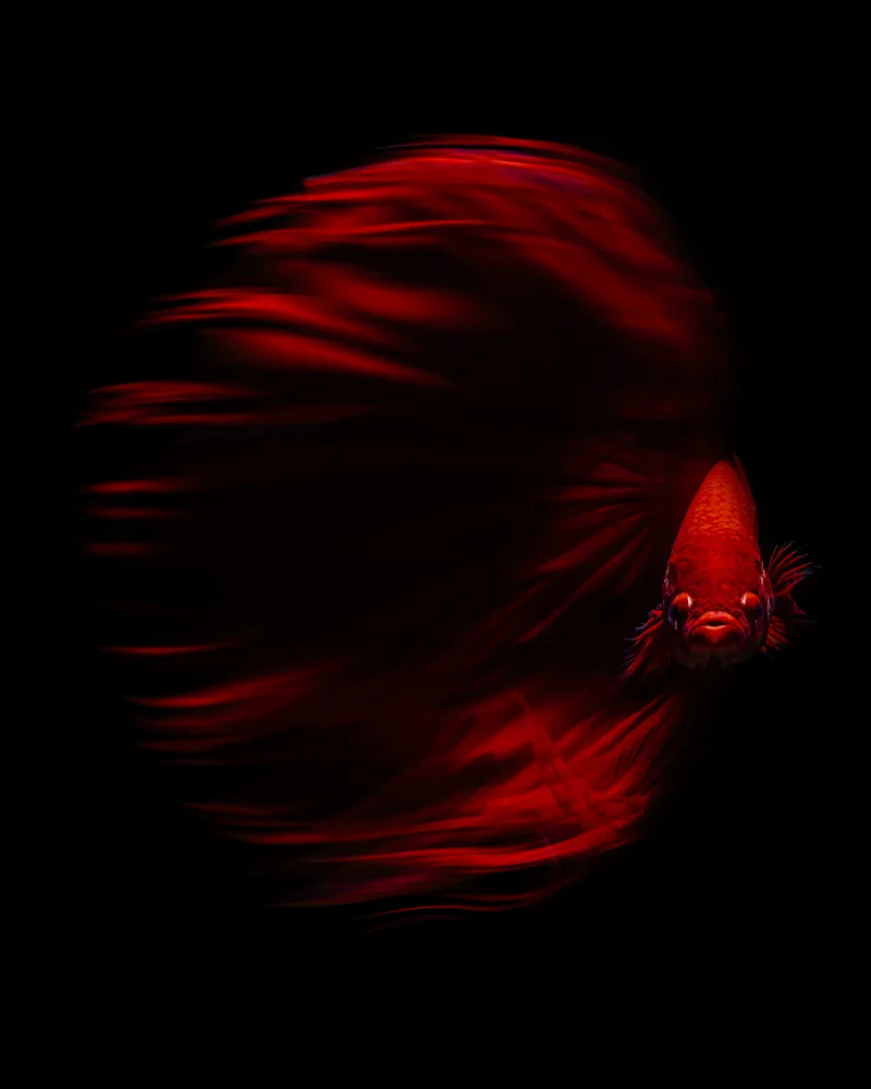 Halil, Andi: El beta rojo