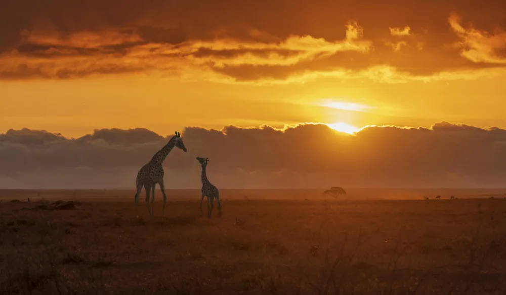 Zeng, Jiahong: Giraffe Love Talk