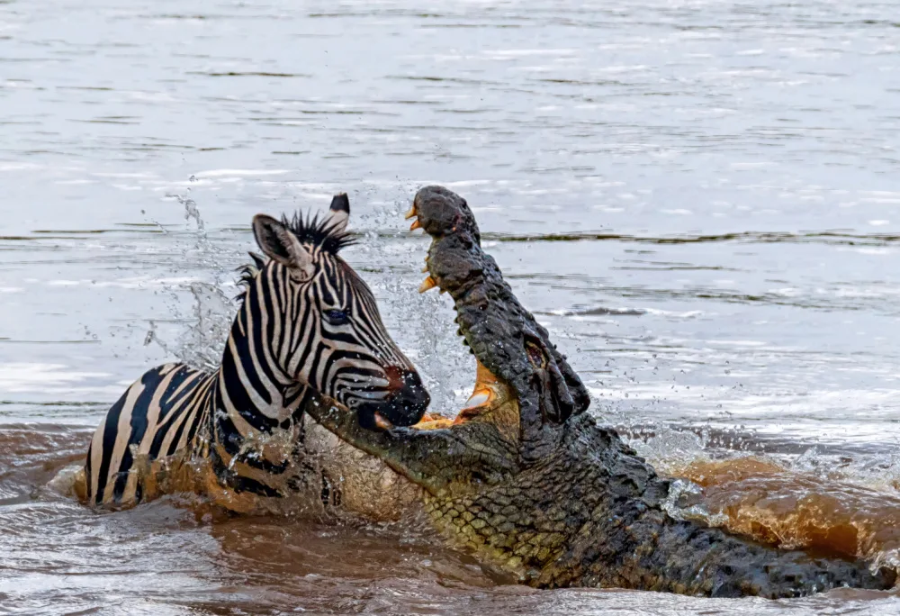 Zeng, Jiahong: Crocodile Killing