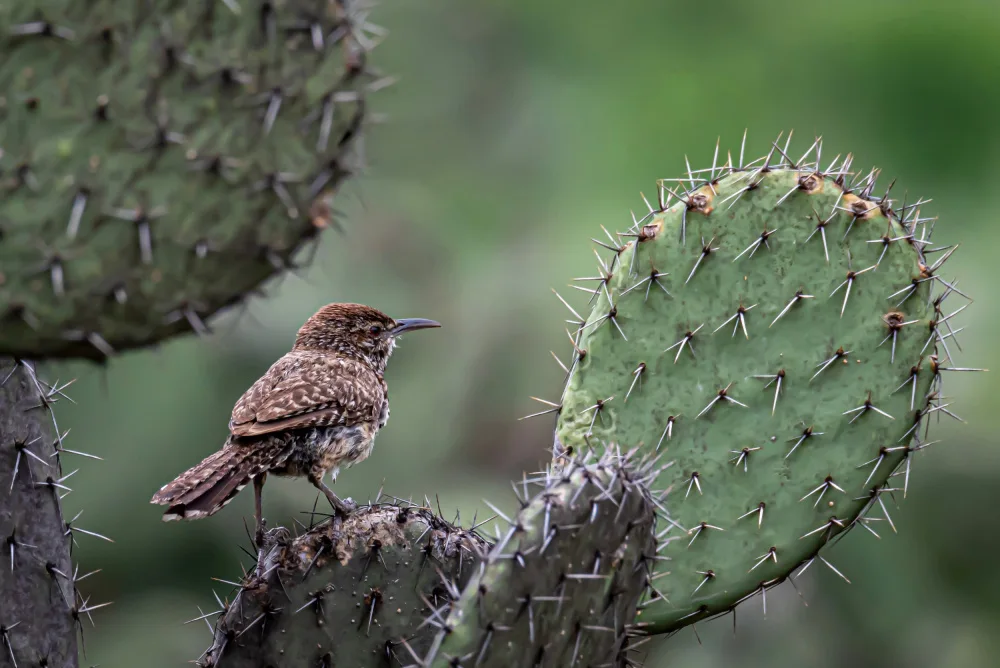 Gregorius, Brandon: Cactus Wren on Cactus