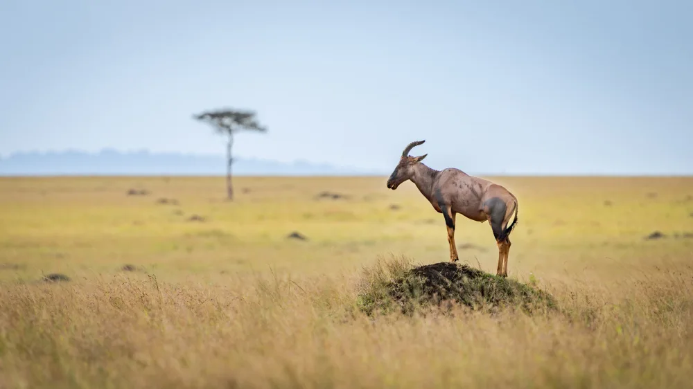 Chawla, Shobhit: A Mara landscape… Topi on a rock.
