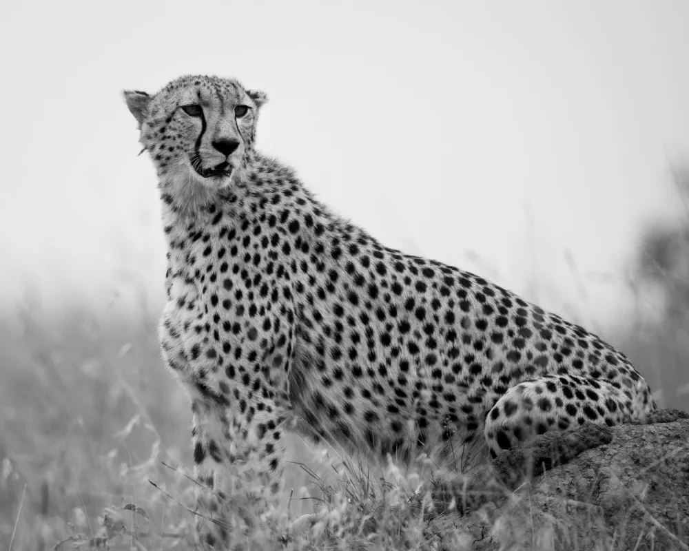 Chawla, Shobhit: Cheetah .. Mara triangle