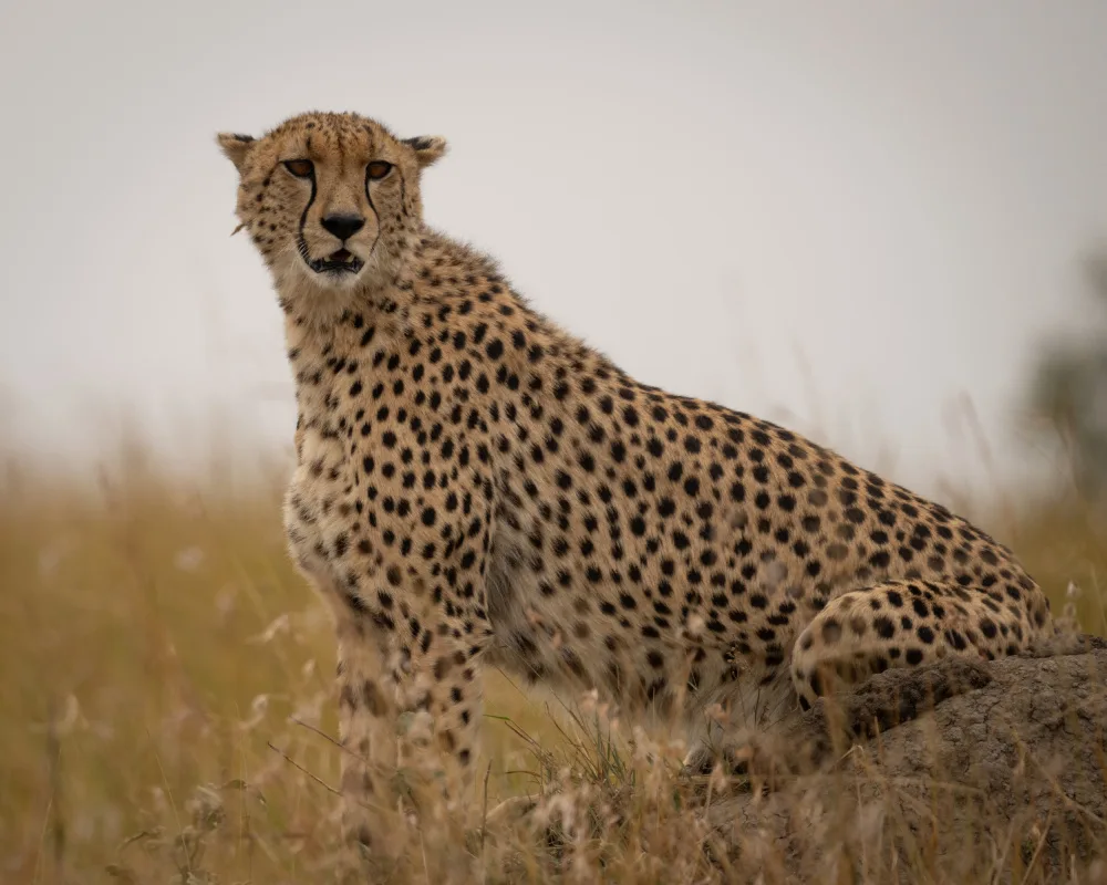 Chawla, Shobhit: Cheetah ..Mara triangle
