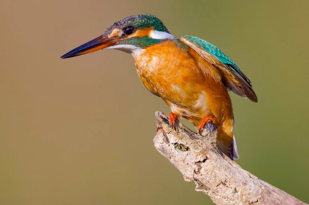 Manusevich, David: Kingfisher