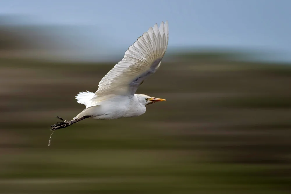Allam, Abdelkader: Speedy Bird