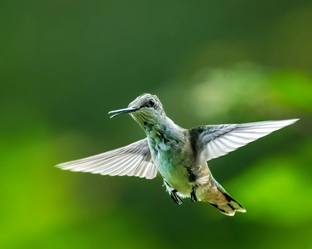 Cai, Xiao: Hummingbird