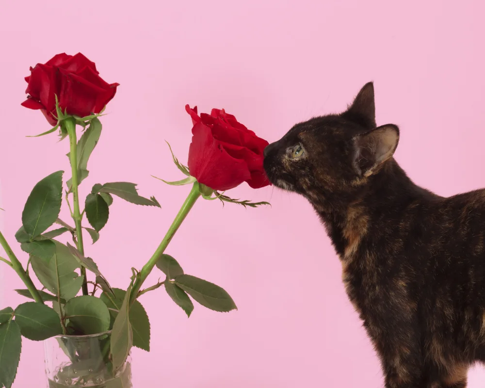 Ramiro, Julia: rosas 01
