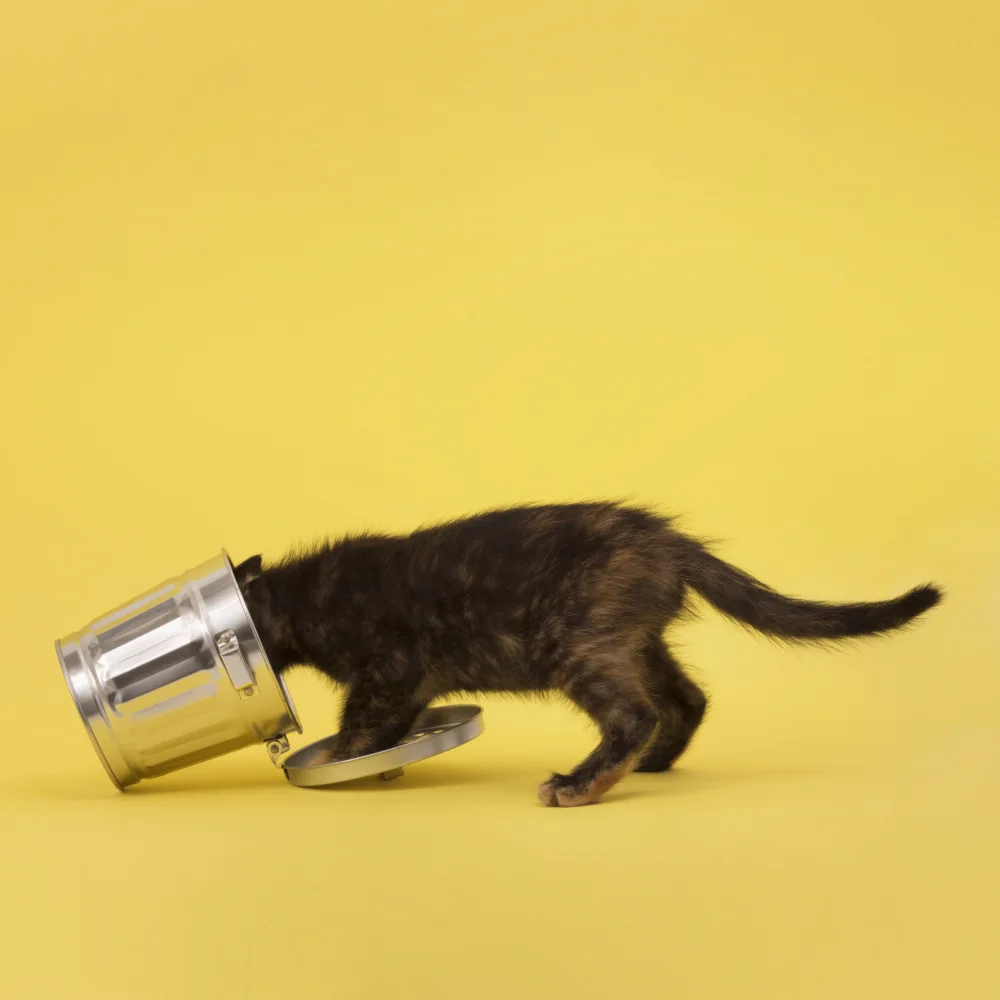 Ramiro, Julia: Malodorant Cat.1