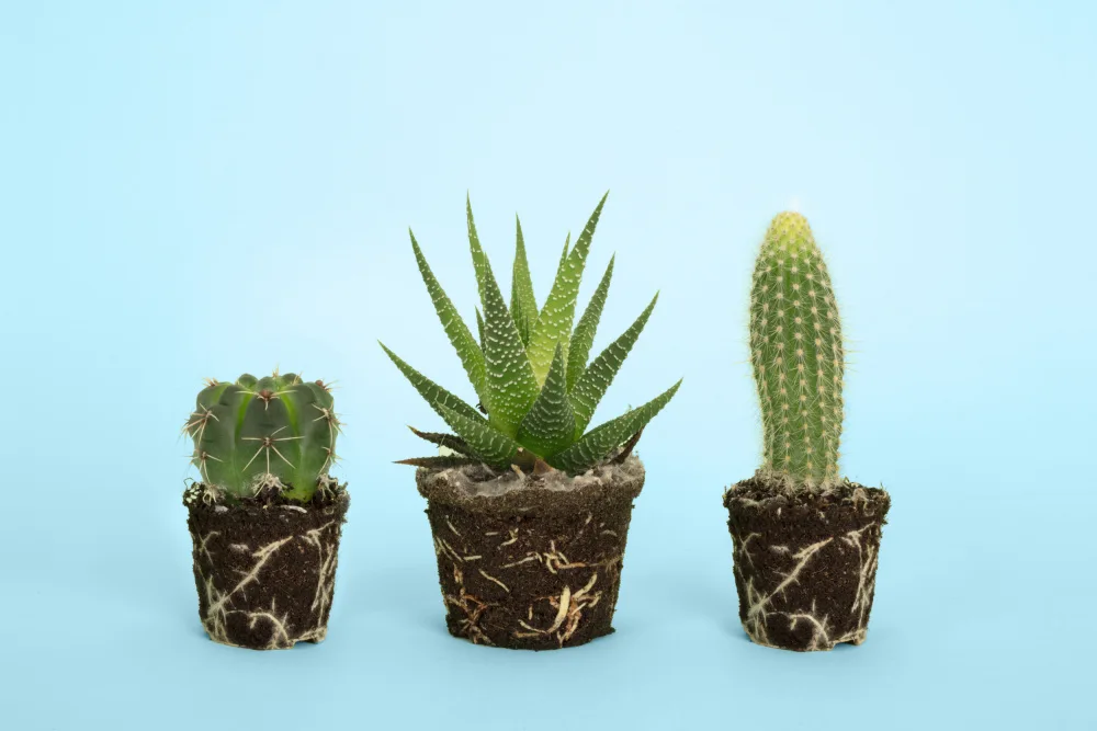 Ramiro, Julia: Cactus