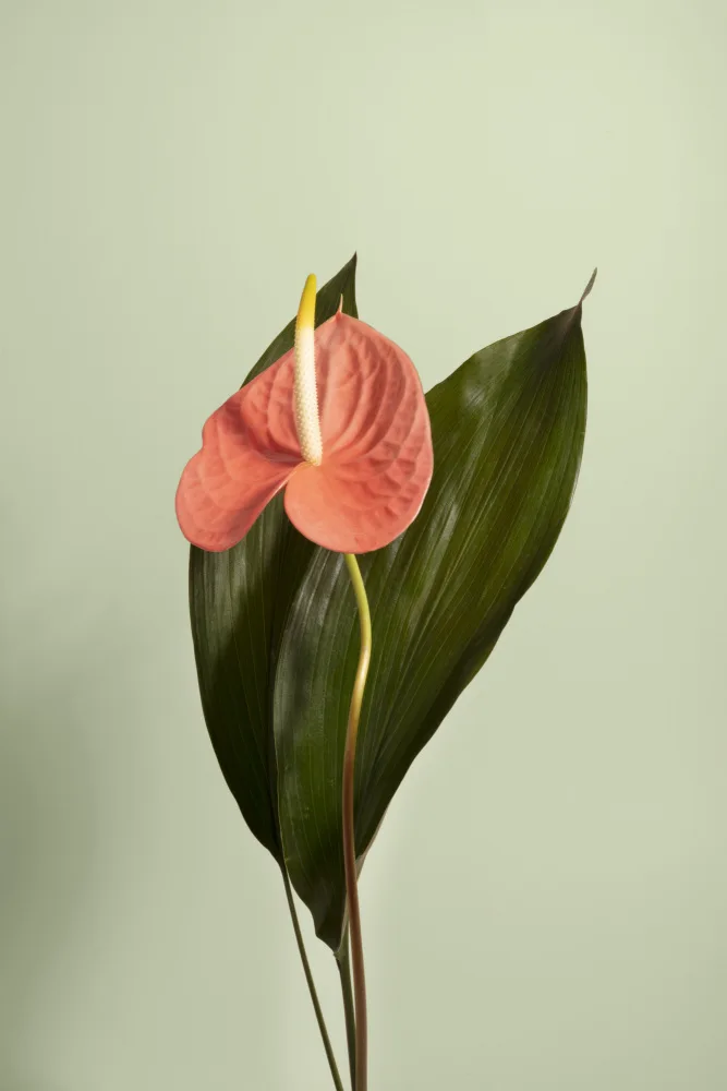 Ramiro, Julia: fiore
