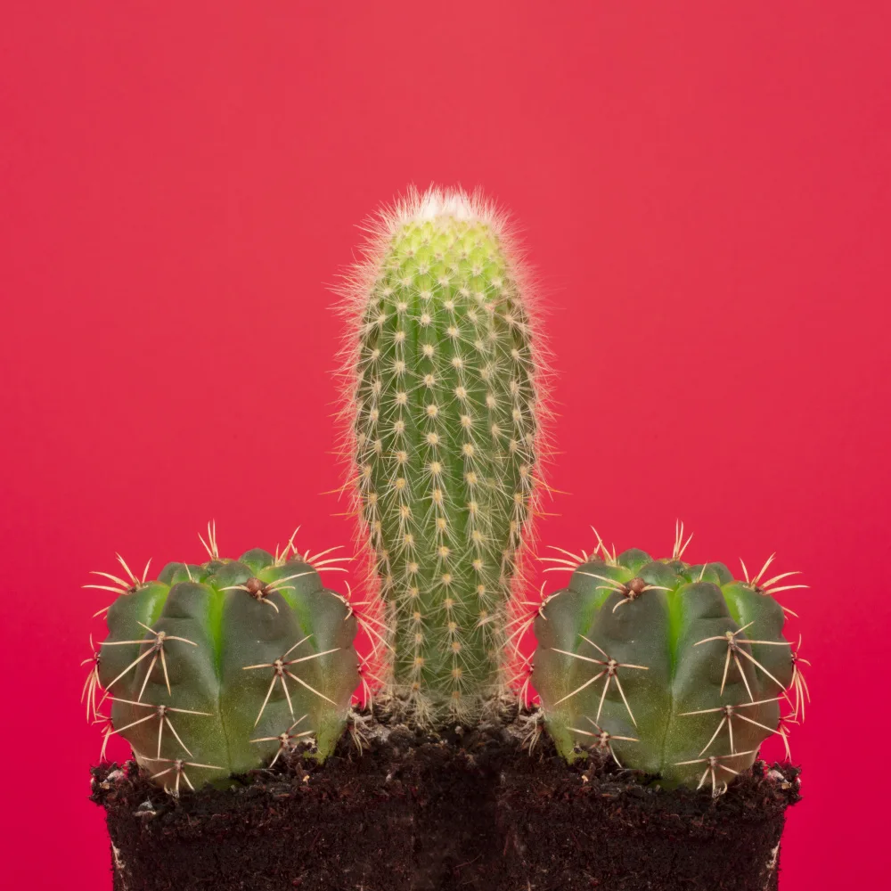 Ramiro, Julia: Péné Cactus