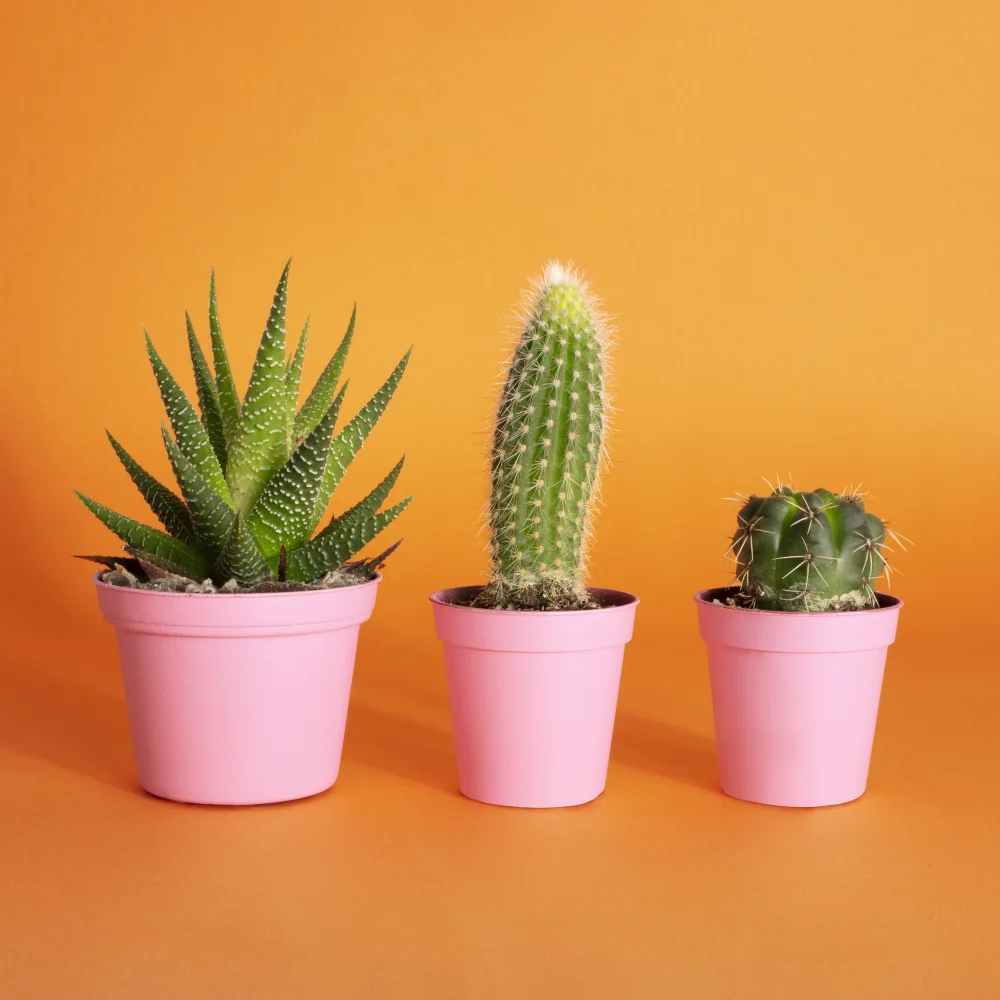 Ramiro, Julia: Cactus.2.1