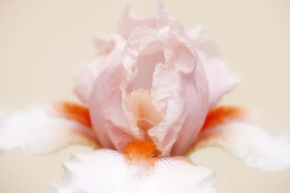 Wiolett: Iris