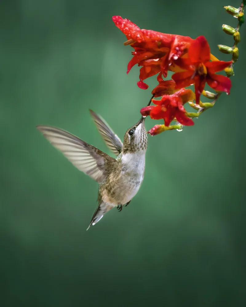 Zhang, Hannah: Hummingbird