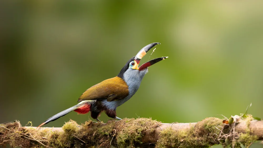 Lu, Bill: Toucan