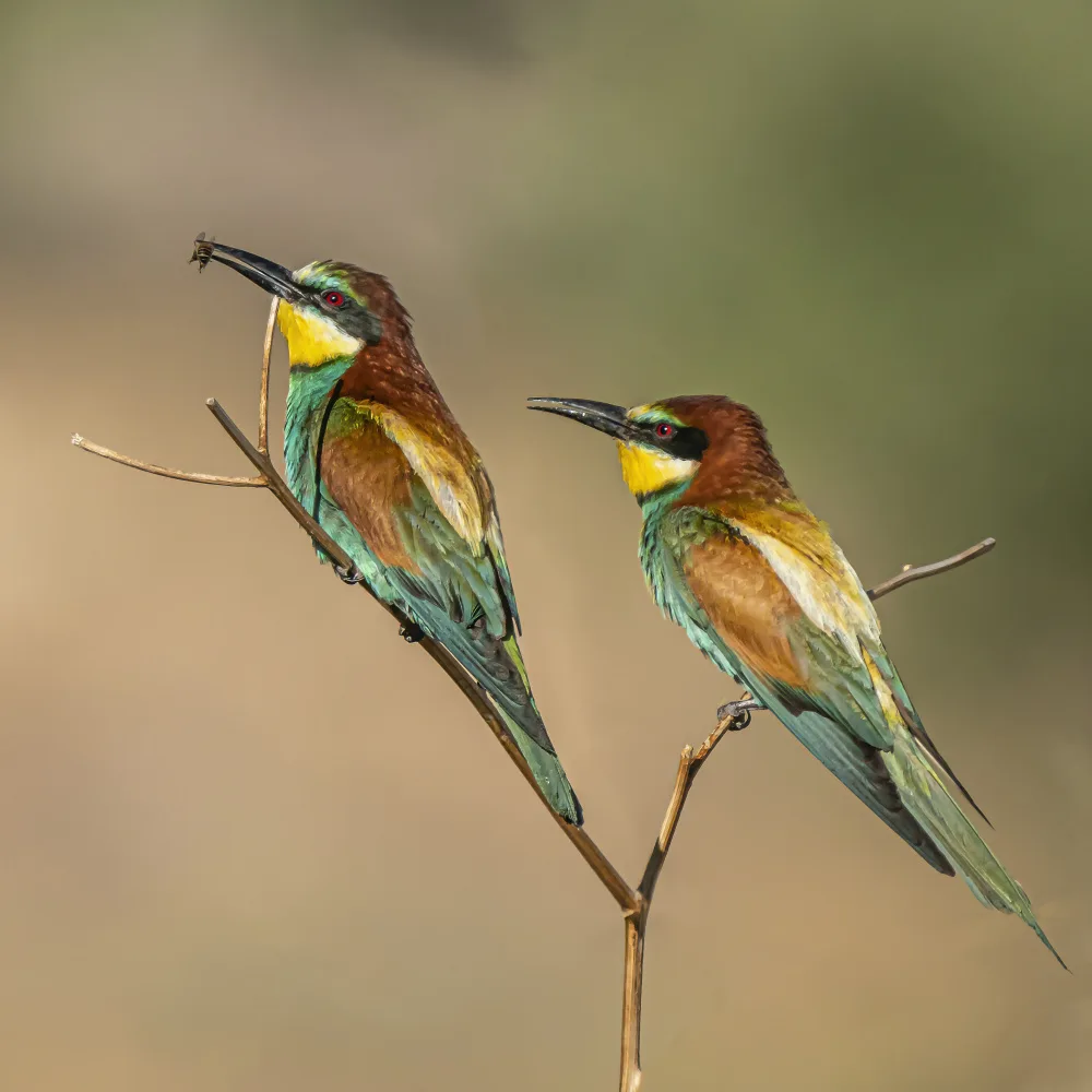 Lichtman, Boris: Cute duo