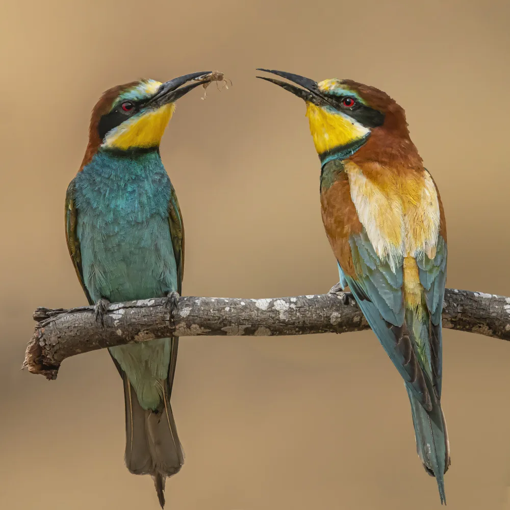Lichtman, Boris: Bee-eaters