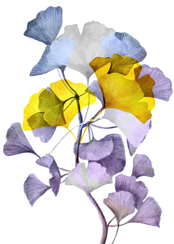 Jaszke, Justyna: Ginko biloba 1
