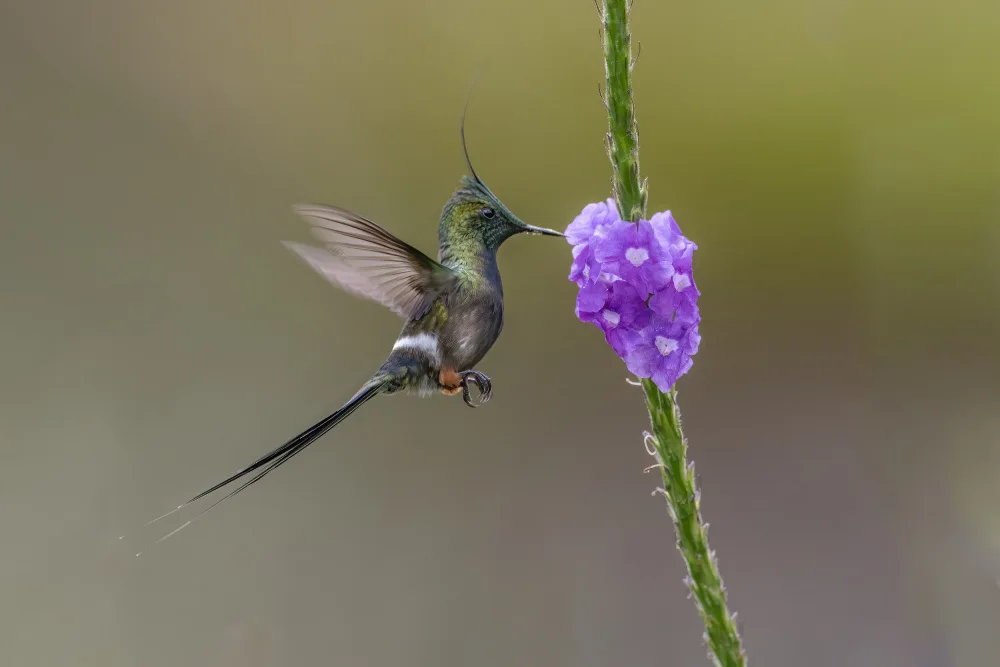 Ge, Robert: Wire_Crested  Thorntail Hummingbird