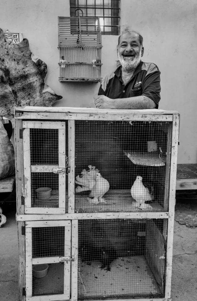 Alsofey, Bashar: pigeons educator