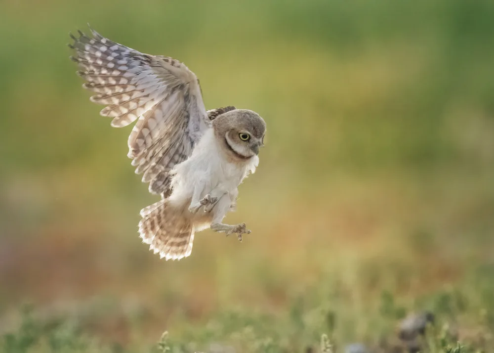 Chen, Ming: Burrowing owl