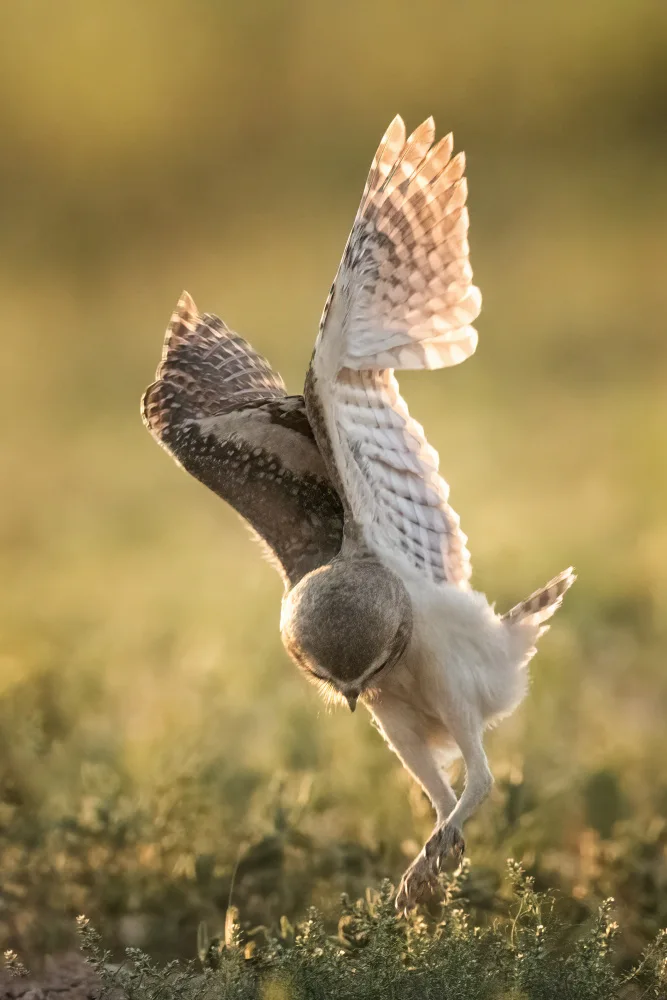 Chen, Ming: Dancing owl
