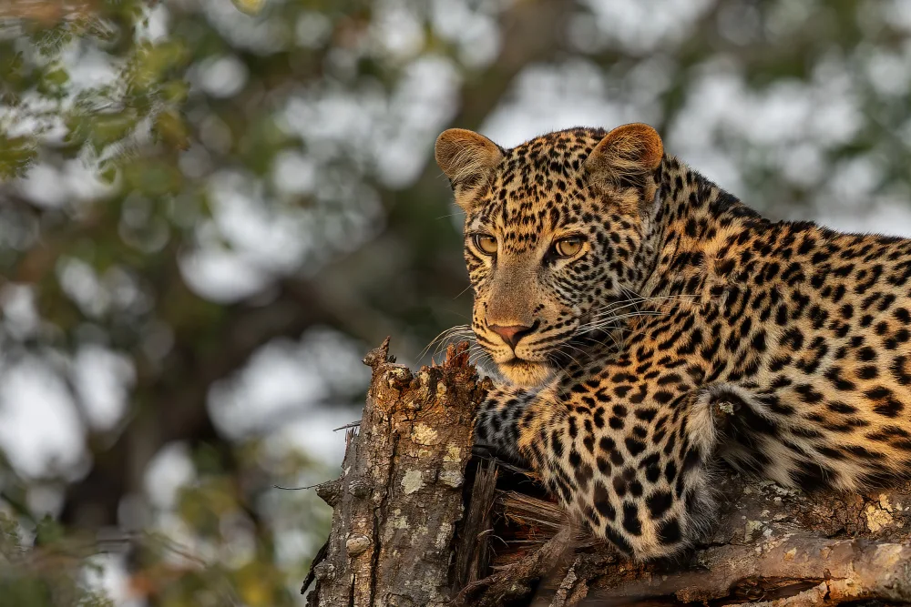 Catta, Alessandro: Young Leopard