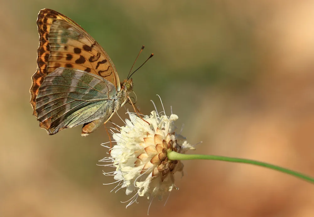 Ascic, Simun: Argynnis pafia