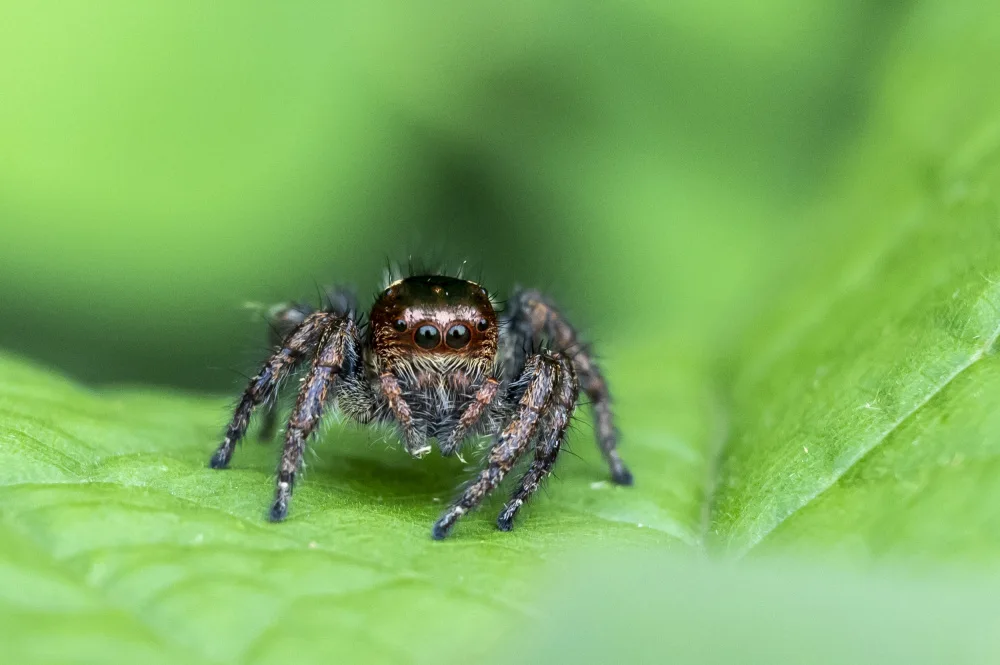 GV, BALASUBRAMANIAN: Springende Spinne
